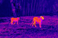 Thermal Detection & Night Surveillance