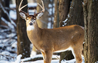 Wildlife Monitoring Activities